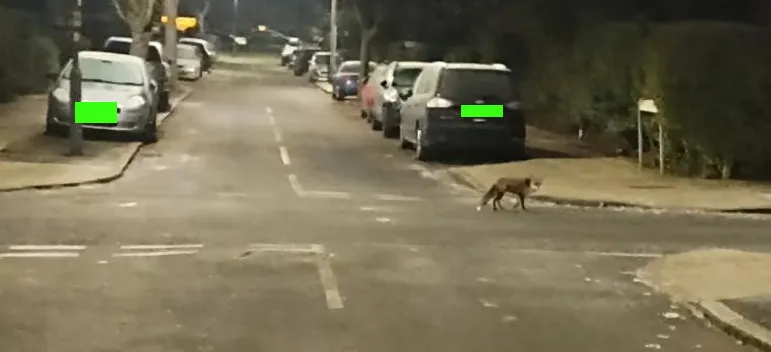 Picture of a fox
