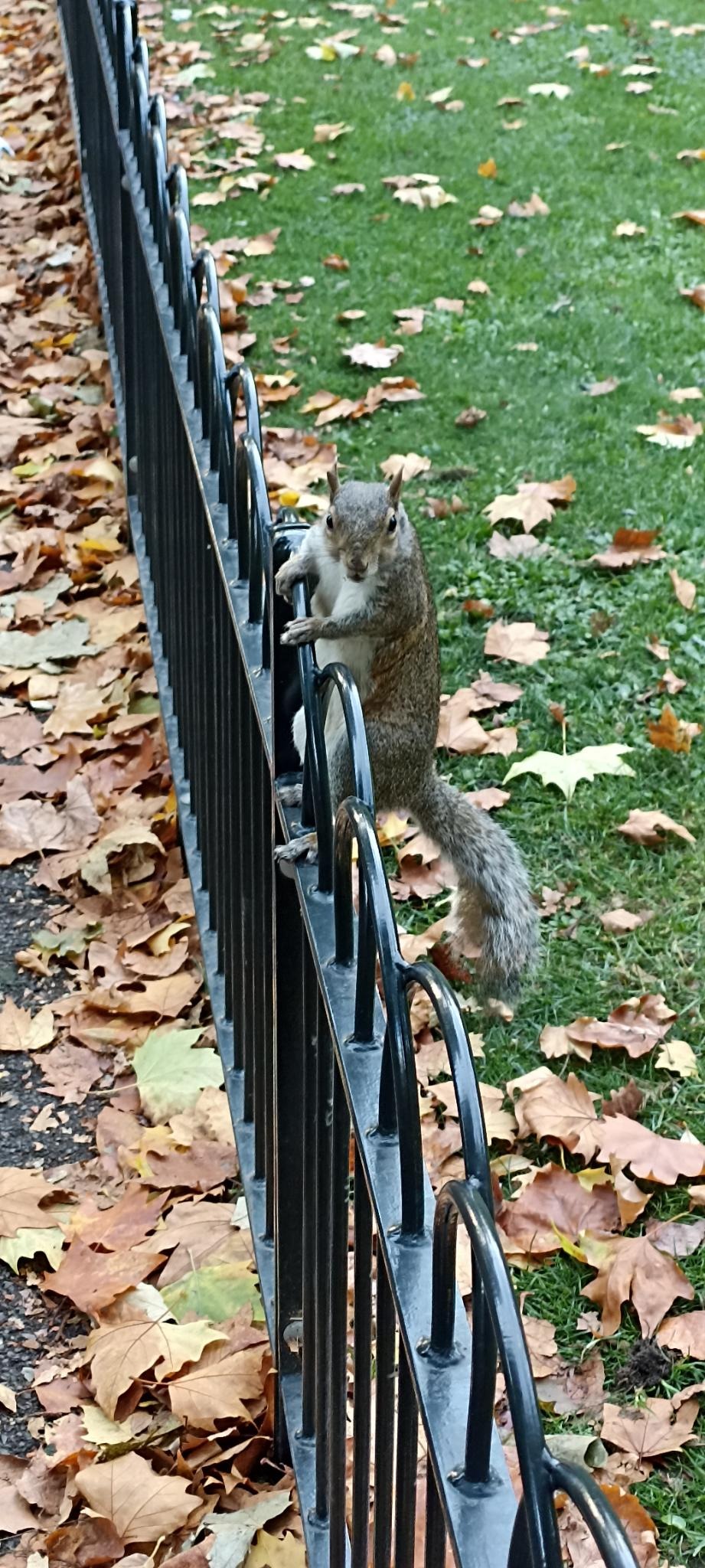 Picture of a squirrel.